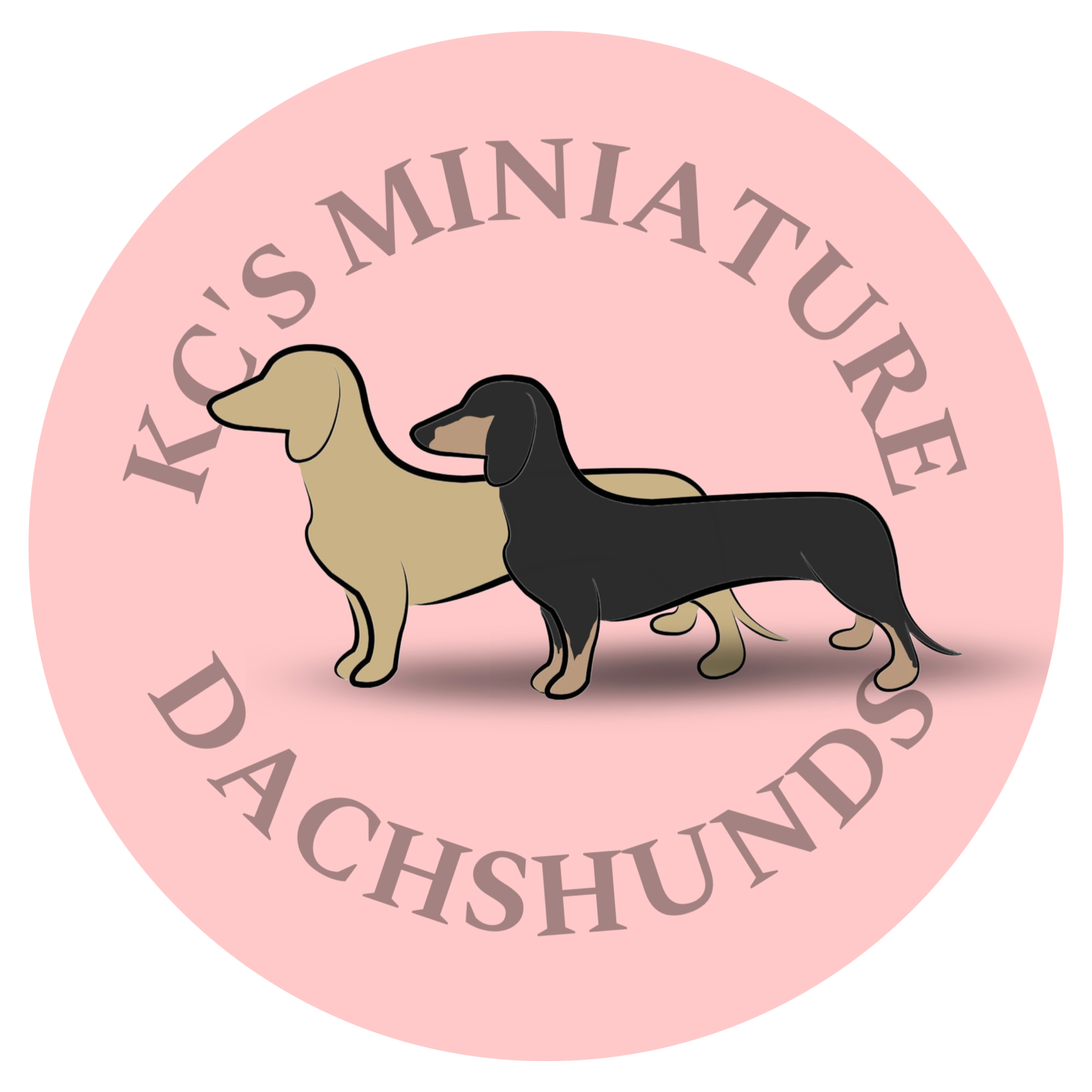 KC’s Miniature Dachshunds