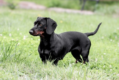 KC’s Simply Sadie