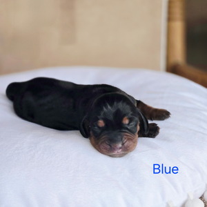 Blue
