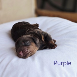 Purple