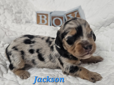 KC’s Sir Jackson