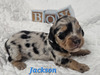 KC’s Sir Jackson