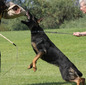Pagan von Taylorhof IPO1, Service Dog