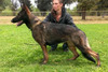 SG-1 Encore of Codak von Taylorhof IPO3