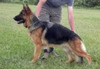 SG Heidi vom Schmetterholz SchH1
